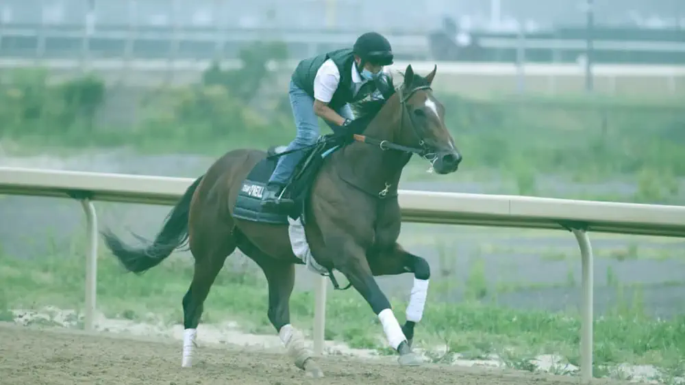 Belmont Stakes Horse-racing Banner
