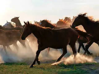 Gallop form guide
