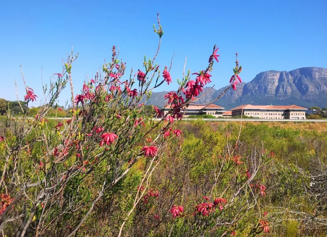 Kenilworth Racecourse in Cape Town, with fynbos in the foreground and the mountain behind